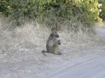 baboon