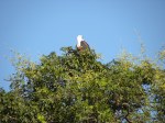 fish eagle