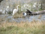 great white egret and sacred ibis