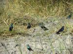 greater blue ear and burchell's starling