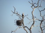 juvenile fish eagle
