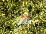 lilac breasted roller