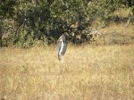 marabou stork