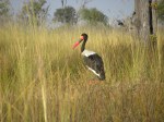 saddle billed stork