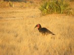 southern ground hornbill