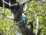 woodland kingfisher