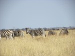 zebra and wildebeest
