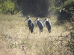 marabou storks